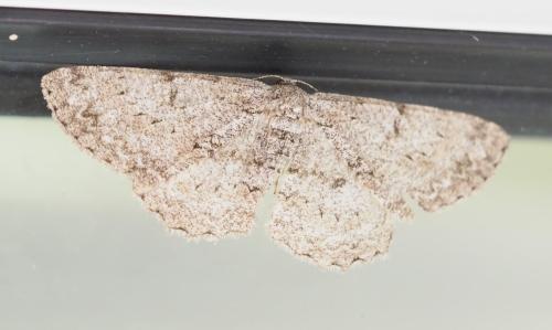 Hypomecis punctinalis